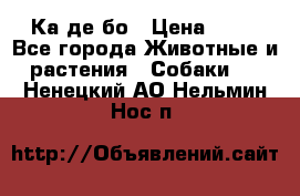 Ка де бо › Цена ­ 25 - Все города Животные и растения » Собаки   . Ненецкий АО,Нельмин Нос п.